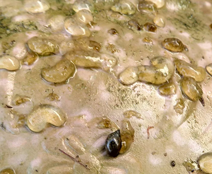 Will all these become snails?