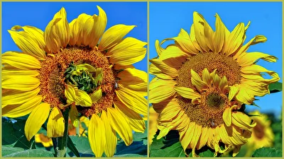 Sonnenblumen