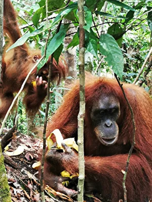 Sumatra