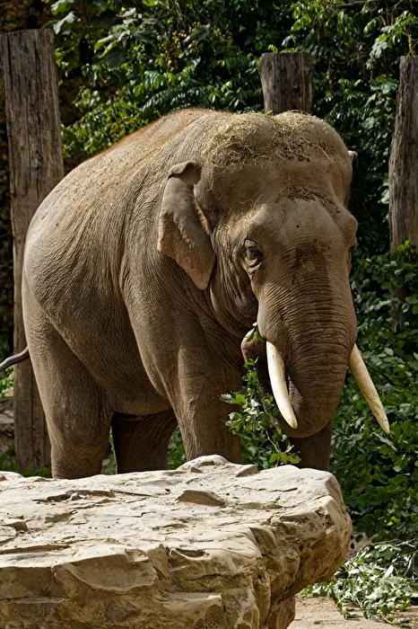Elefant