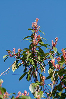 Blüten