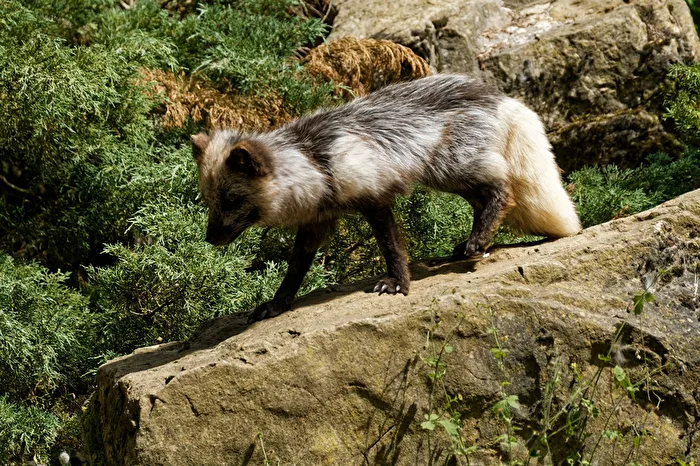 Polarfuchs