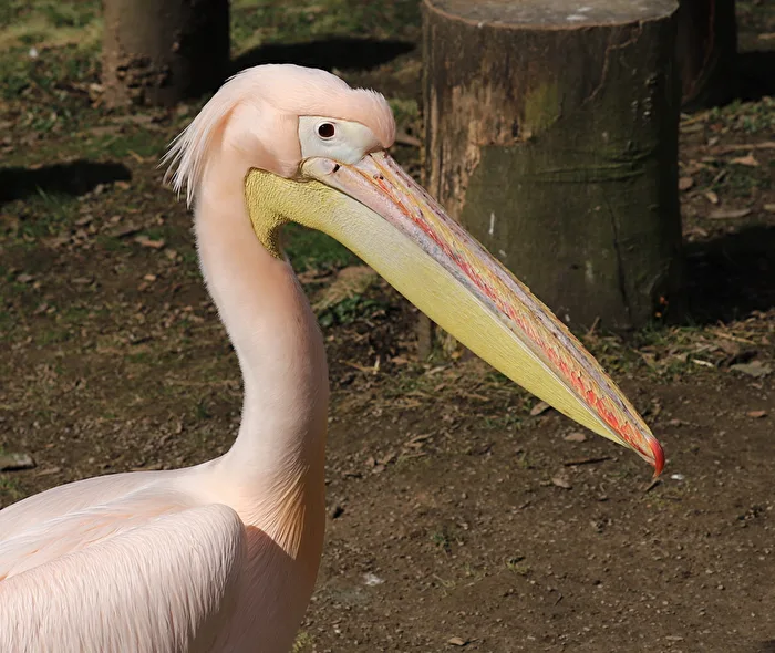 Rose Pelican