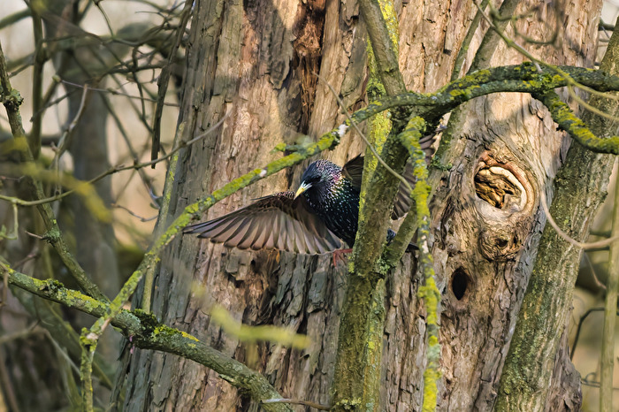 Star kommt aus seiner Bruthöhle