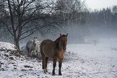 Pferde im Nebel