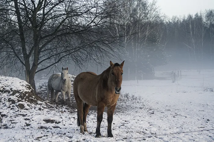 Horses in the Fog