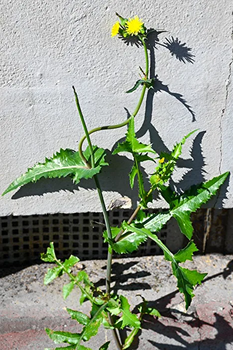 Resilient
