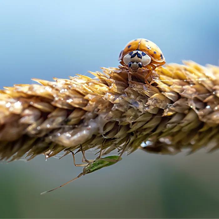 Versteckspiel