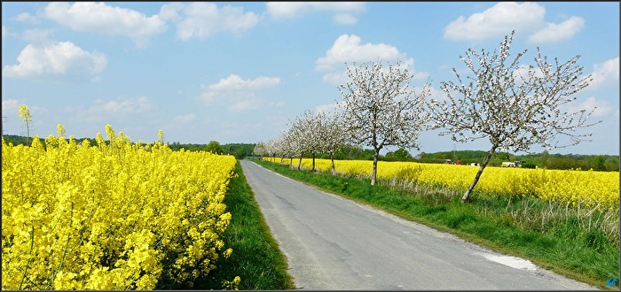 Blühende Landschaften