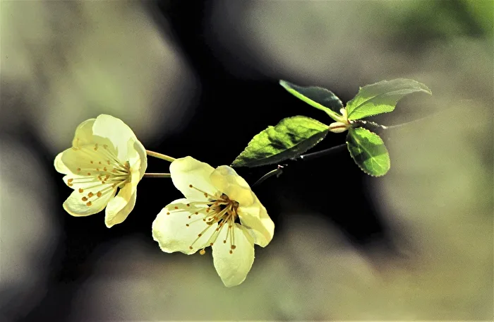 Delicate Beauty