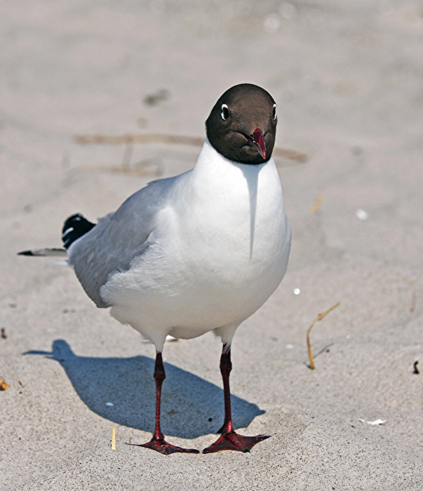 Die Möwen sehen alle aus, als ob sie Emma hießen...