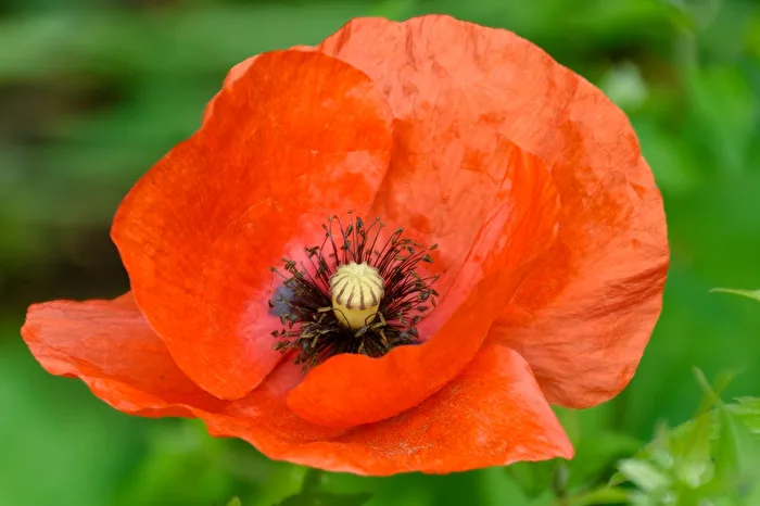 Mohnblume