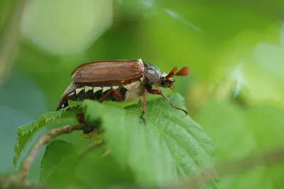 Maikäfer