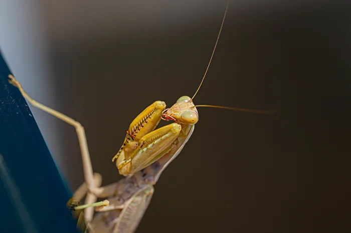 Praying Mantis