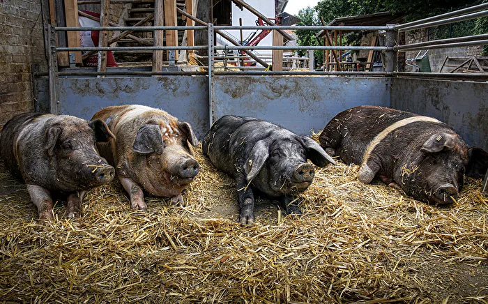 4 Schweine