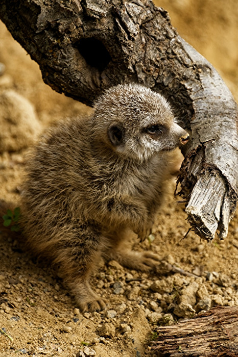 junges Erdmännchen