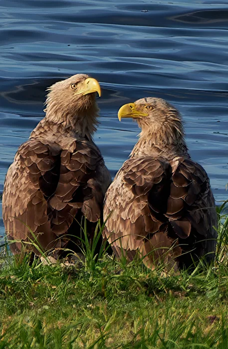 White-tailed Eagle