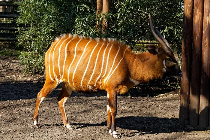 Bongo
