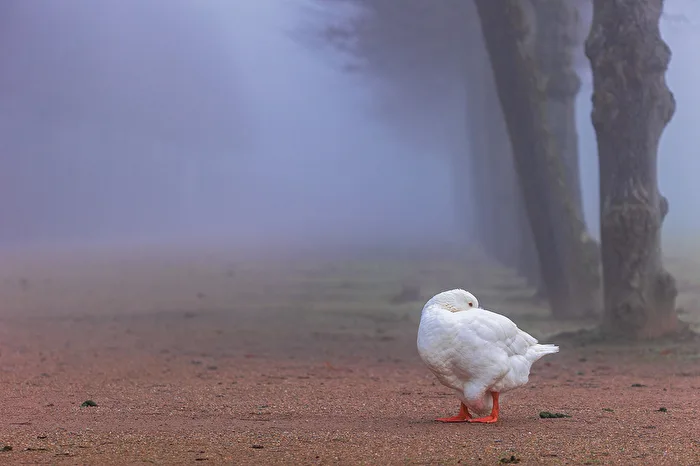 Allein im Nebel
