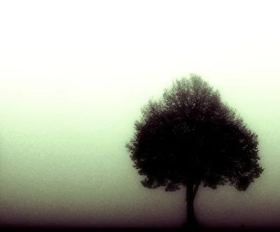 mystic tree