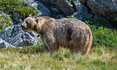 Bär Napa