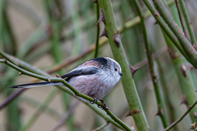 Schwanzmeise (Aegithalos caudatus)