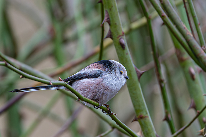 Schwanzmeise (Aegithalos caudatus)