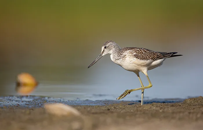 Green sandpiper (Tringa nebularia)