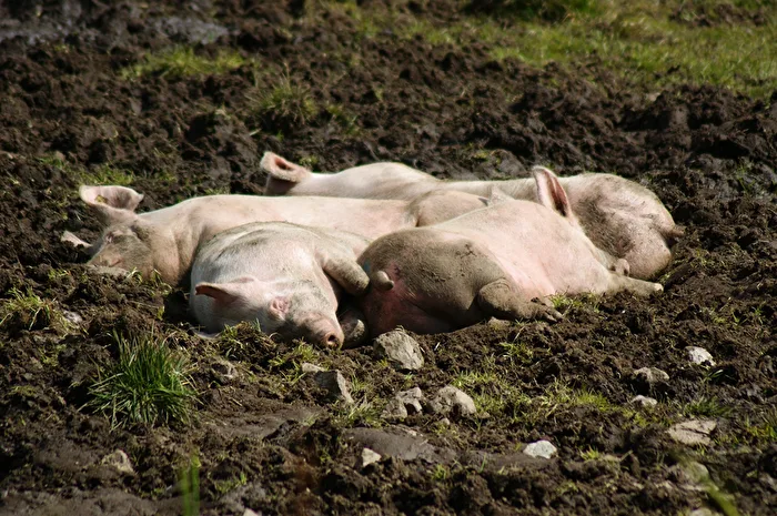 Pig luck in Montafon