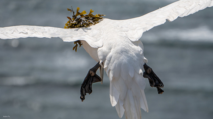 Basstölpel mit "Häubchen"