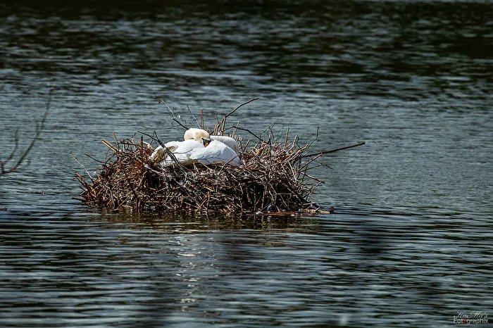 Swan Lake