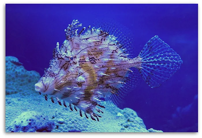 Fransenfisch