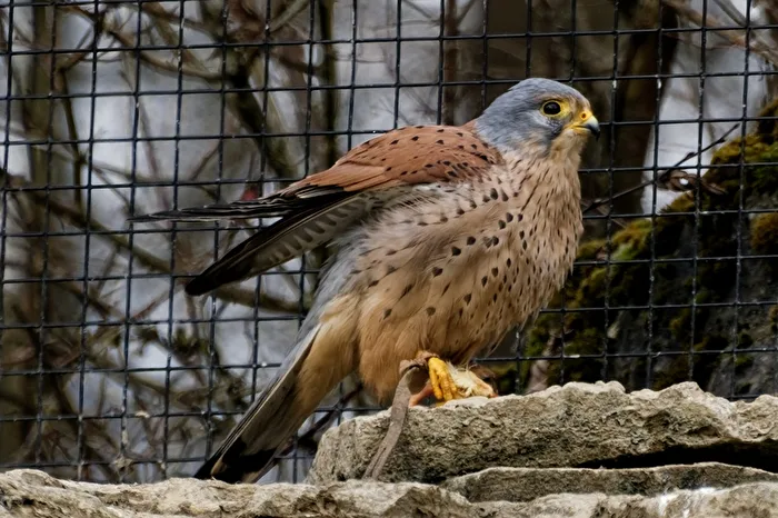 Kestrel