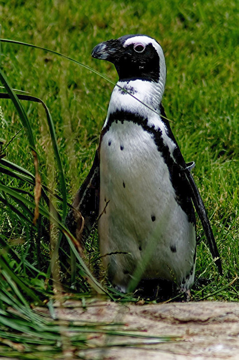 Pinguin