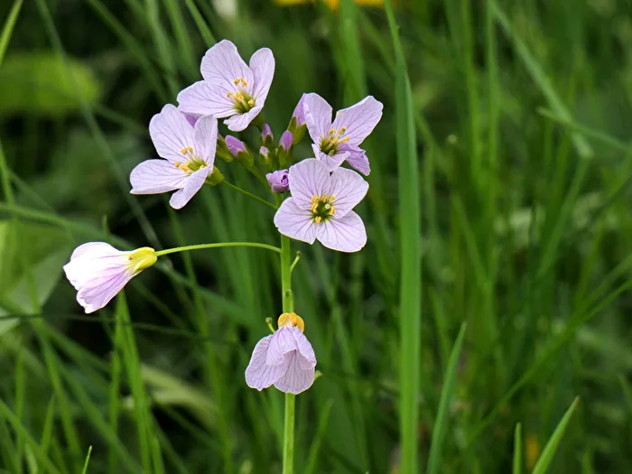 Wiesenschaumkraut