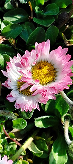 Gänseblümchen