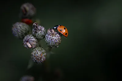 Red Spot