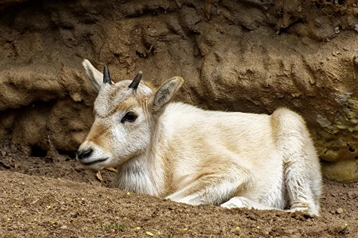 young addax antelope