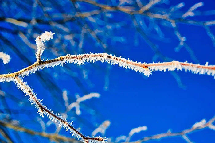 Frost Flowers