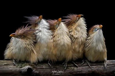 Der Guirakuckuck (Guira guira)