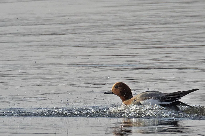 Wigeon Landing