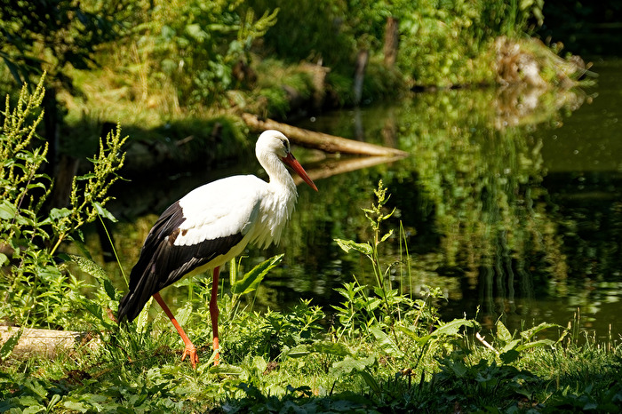 Storch