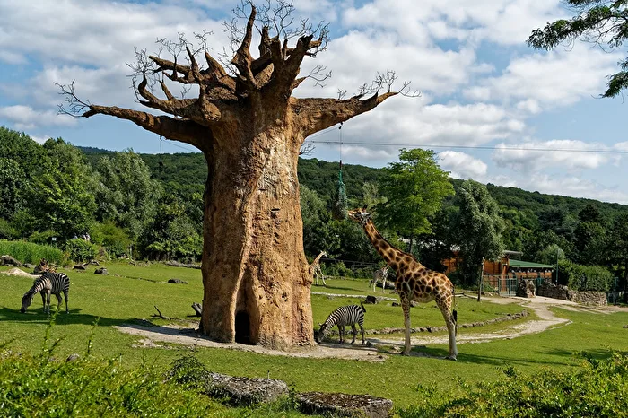 Giraffen & Zebras