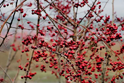 Beeren