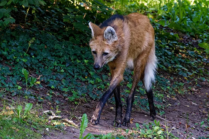 Maned Wolf