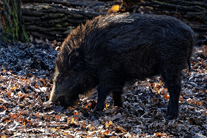 Wildschwein