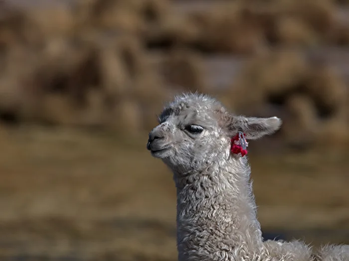 Pet portraits - very common in the Andes