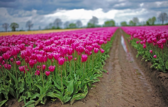 Tulpen