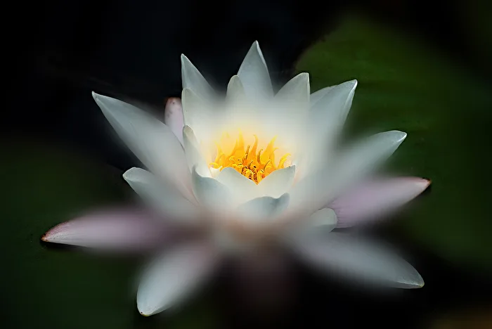 The Enchanting One...