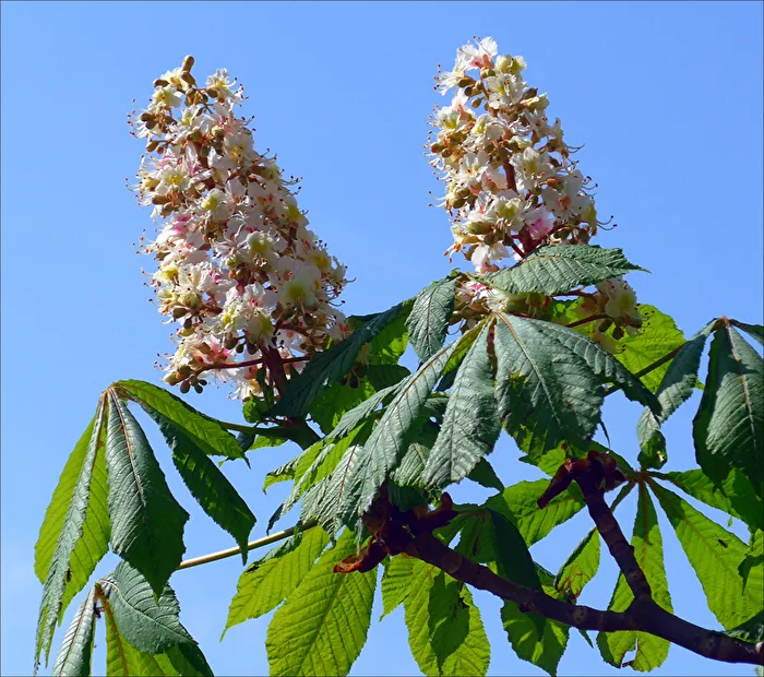 Kastanienblüten